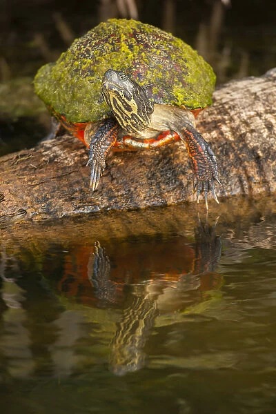USA, Florida, Gatorland. Florida red-bellied turtle on log