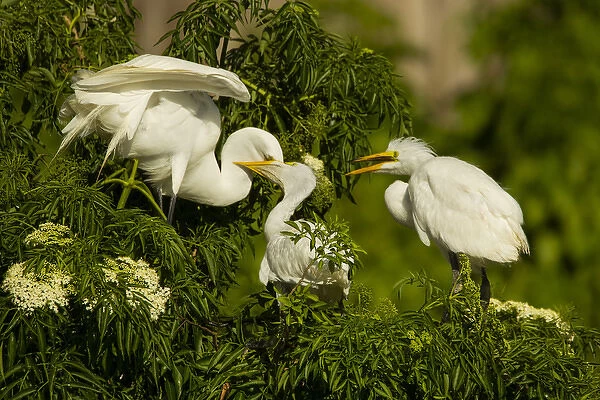 USA, Florida, Gatorland. Great egret chicks being fed by parent