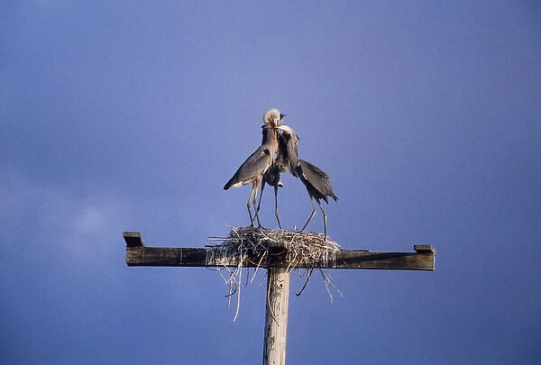 USA, Florida. Three great blue herons on nest atop wooden structure