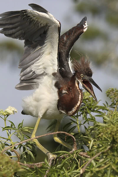 USA, Florida, Kissimmee, Gatorland. Tricolored heron chick with wings raised. Credit as