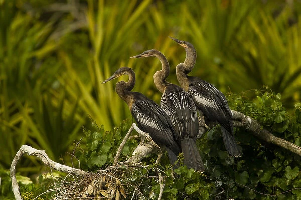 USA, Florida, Orange County, Gatorland. Three anhinga chicks on tree limb. Credit as