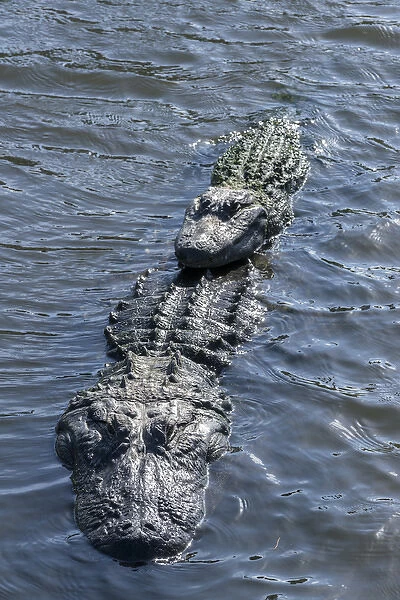 USA, Florida, Orlando, Gatorland, alligators