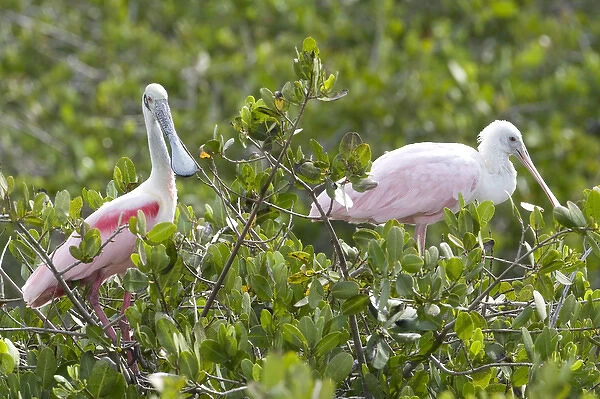 USA - Florida - Roseate Spoonbill at Merritt Island National Wildlife Refuge
