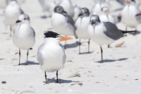 USA - Florida - Royal Tern on beach
