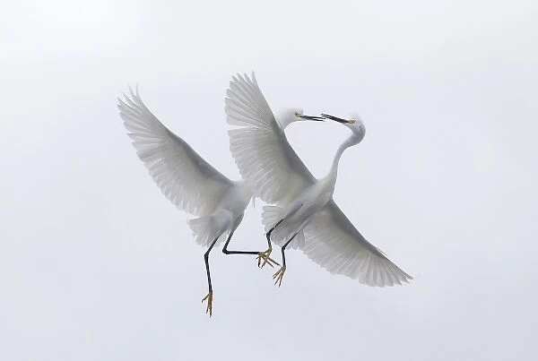 USA, Florida, Two snowy egrets with outstretched wings interacting in midair