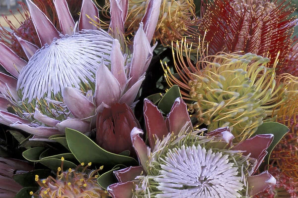 USA, Hawaii, Maui Protea with king protea
