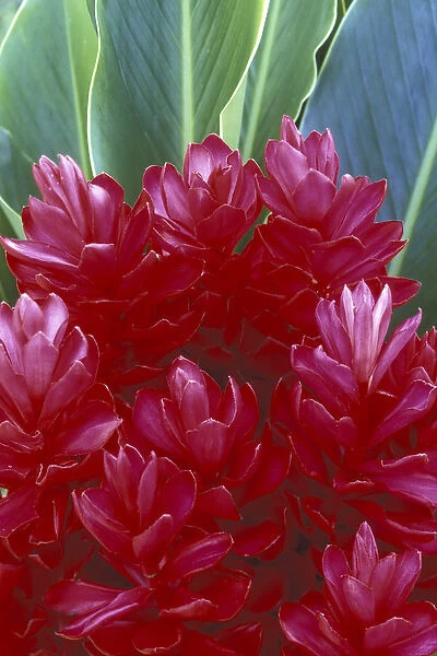 USA, Hawaii, Maui Red ginger (Alpinia purpurata)