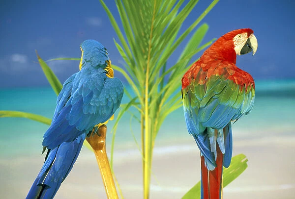 USA, Hawaii. Parrots at the beach