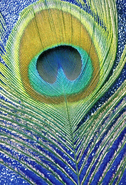 USA, Hawaii. Peacock feather