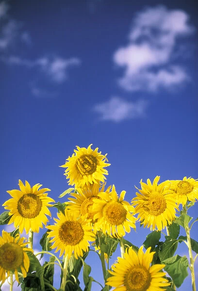 USA, Hawaii. Sunflowers