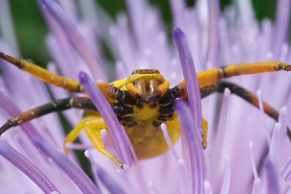 USA, Indiana, Fishers, River Road Park. Yellow crab spider on nodding thistle at high magnification