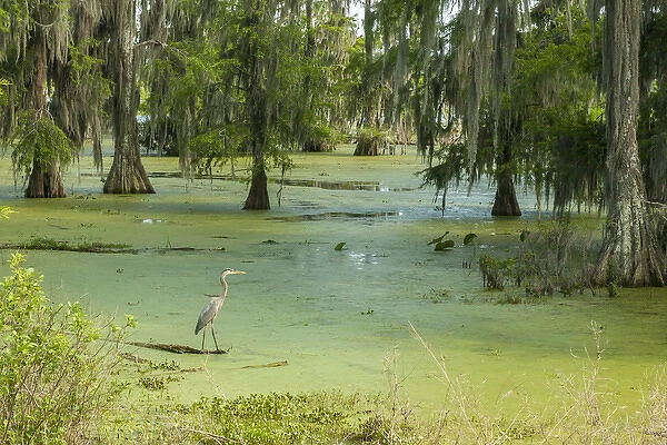USA, Louisiana, Atchafalaya Basin, Lake Martin. Great blue heron in lake swamp. Credit as