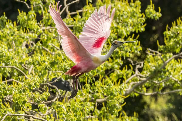 USA, Louisiana, Vermilion Parish. Roseate spoonbill taking flight. Credit as: Cathy