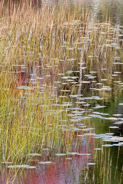 USA, Maine. Grasses and lily pads on New Mills Meadow Pond, Acadia National Park