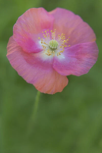 USA, Maine, Harpswell. Pink poppy. Credit as: Kathleen Clemons  /  Jaynes Gallery  /  DanitaDelimont