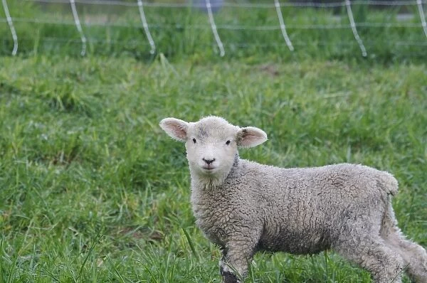USA, Massachusetts, Shelburne. A lamb looks at the photographer
