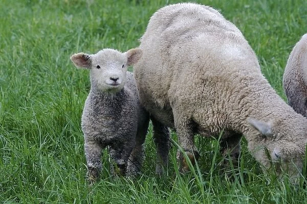 USA, Massachusetts, Shelburne. A lamb stands next to a sheep among tall grass