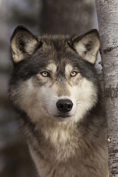 USA, Minnesota. Close-up of timber wolf