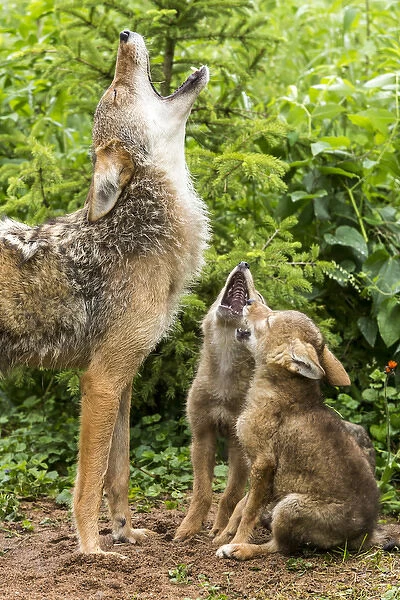 USA, Minnesota, Sandstone, Minnesota Wildlife Connection. Coyote mother and pups howling
