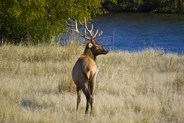 USA, Montana, National Bison Range. Rocky Mountain bull elk (Cervus canadensis nelsoni)