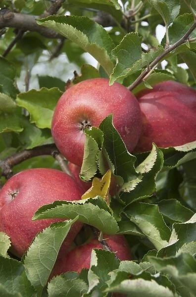 USA, New England, Massachusetts, Natick, Lookout Farm, Jonagold apples