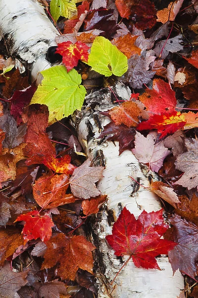 USA, New Hampshire, White Mountains. Close-up of log and fallen maple leaves. Credit as