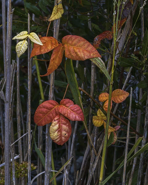 USA, New Jersey, Cape May National Seashore. Close-up of autumn-colored leaves