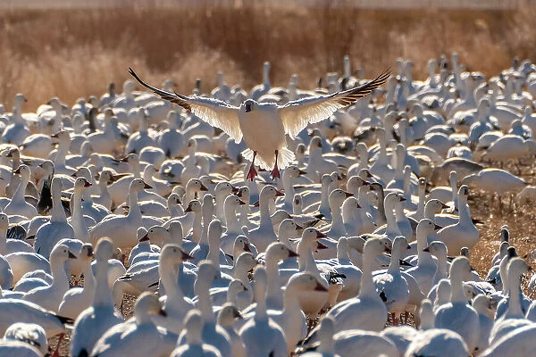 USA, New Mexico, Bosque Del Apache National Wildlife Refuge. Snow goose landing in flock