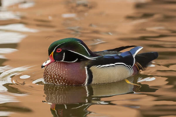USA, New Mexico. Wood duck swimming in water