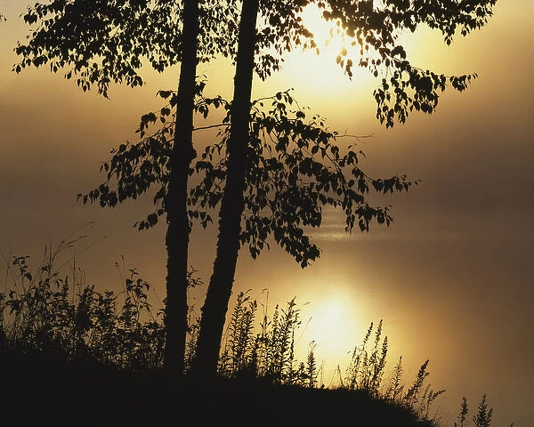 USA, New York, Adirondack Park and Preserve, Paper Birch along Square Pond at sunrise