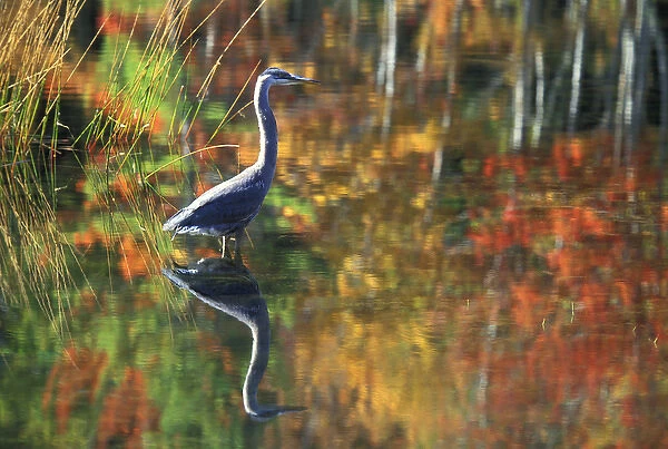 USA, New York, Adirondacks, Great Blue Heron in Fall Reflection
