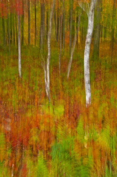 USA, New York, Inlet. Abstract of autumn forest scene