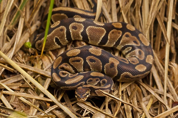 USA, North Carolina. Ball python in dried grass