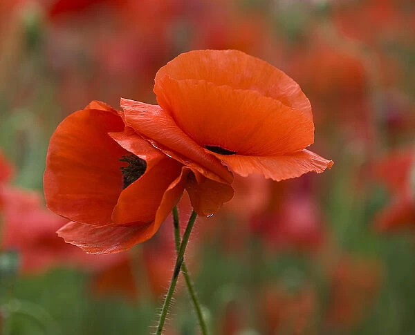 USA, North Carolina. Close-up of poppy. Credit as: Nancy Rotenberg  /  Jaynes Gallery