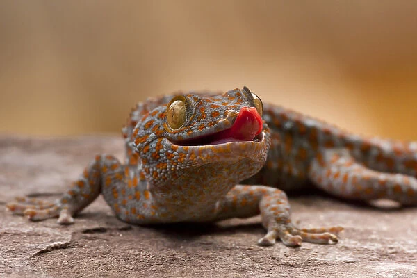 USA, North Carolina. Close-up of tokay gecko on rock