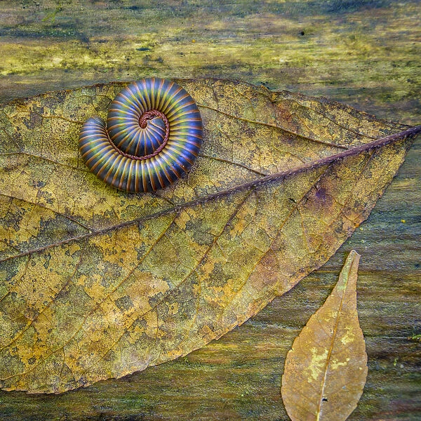 USA, North Carolina, Joyce Kilmer Memorial Forest. Centipede on a leaf. Credit as