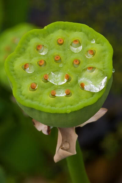 USA; North Carolina; Lotus seedcase with dew drops