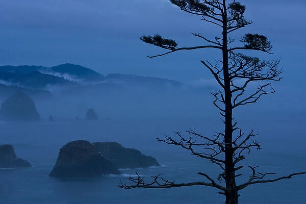 USA, Oregon, Bandon Beach, Ecola State Park. Pine tree silhouetted against misty