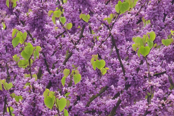 USA, Oregon. Blossoms and new growth on redbud tree in Multnomah County. Credit as
