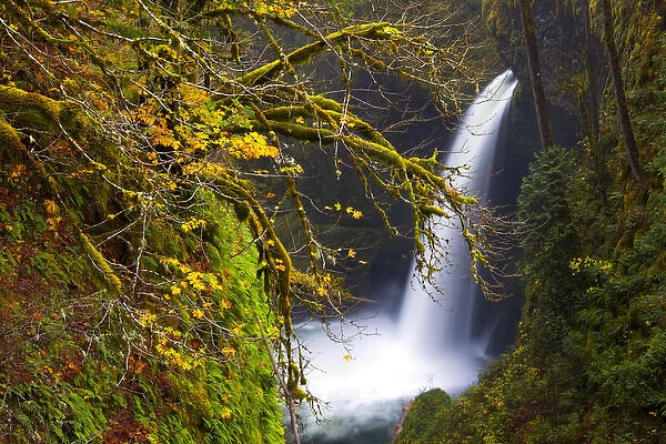 USA, Oregon, Columbia Gorge. Metlako Falls on Eagle Creek, with fall color of Bigleaf Maple