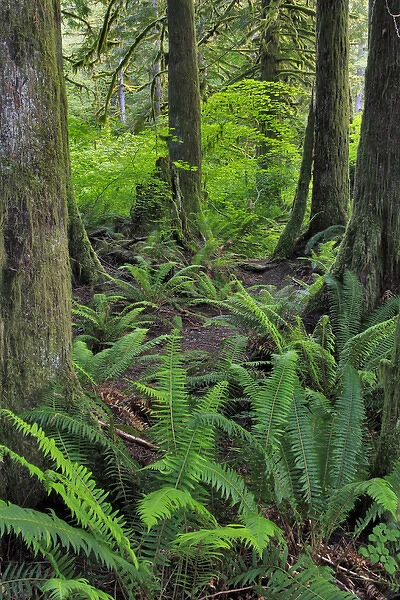 USA, Oregon. Forest scenic. Credit as: Steve Terrill  /  Jaynes Gallery  /  DanitaDelimont