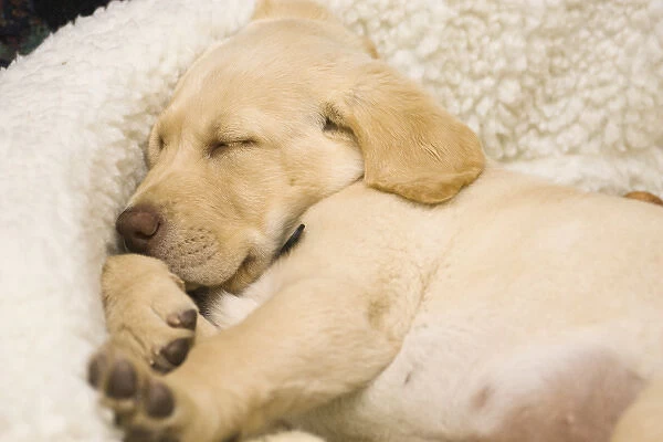 USA, Oregon, Keizer, Labrador Retriever puppy sleeping in its bed (PR)