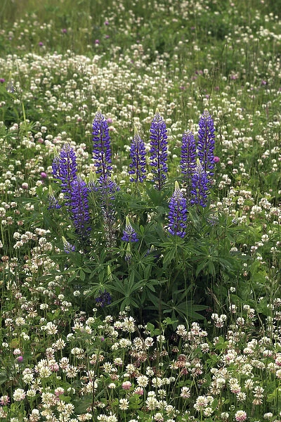 USA, Oregon. Lupine and clover in field. Credit as: Steve Terrill  /  Jaynes Gallery  /  DanitaDelimont