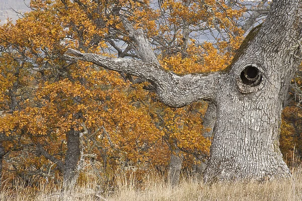 USA, Oregon, Mosier. Old oak tree with large knot hole. Credit as: Don Paulson  / 
