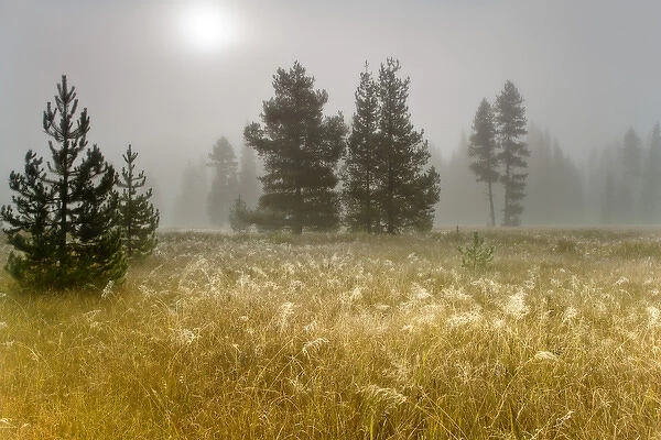 USA, Oregon, Mount Hood National Forest. Sunlight on foggy meadow. Credit as: Don