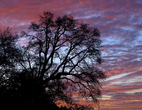 USA, Oregon, Multnomah County. Oak tree at sunrise near Blue Lake