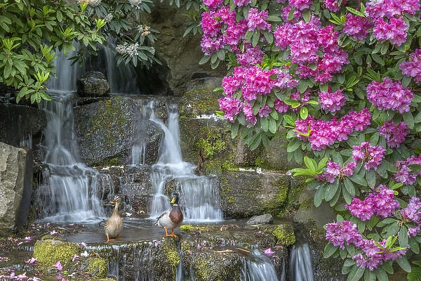 USA, Oregon, Portland, Crystal Springs Rhododendron Garden, Mallard ducks (male