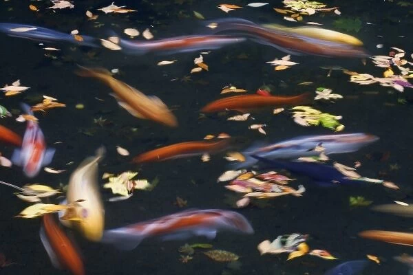 USA, Oregon, Portland. Koi fish in pond at Portland Japanese Garden