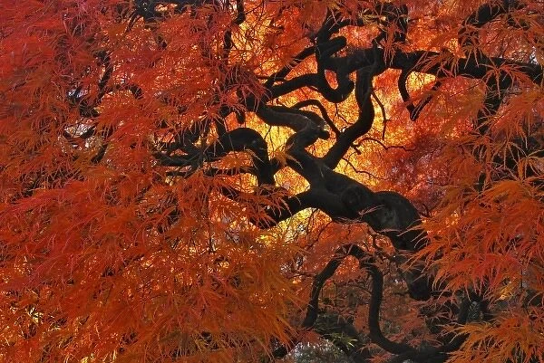 USA, Oregon, Portland. Lace leaf Japanese maple tree in garden