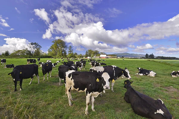 USA, Oregon, Tillamook County. Holstein cows in pasture